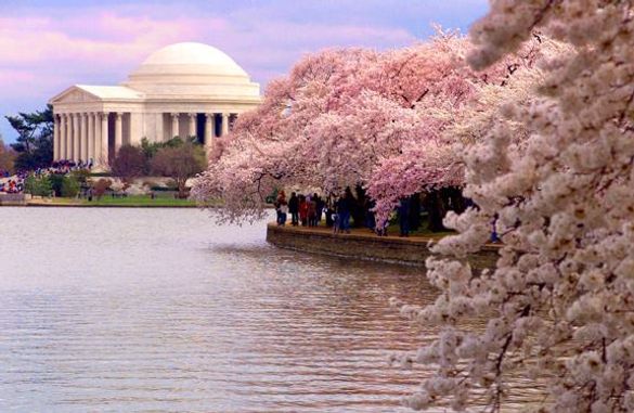 Flowers in full bloom for the Cherry Blossom season