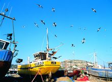 Hastings Fishing Fleet - accredited by the Marine Stewardship Council