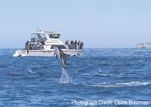 Dolphin watching along the Kaikoura coast. Image courtesy of Denis Buurman