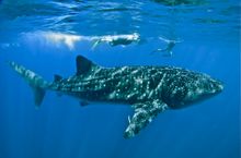 Hi res - whale sharks, Ningaloo