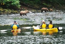 Watching bears from kayaks