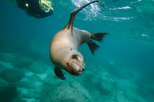 Snorkeling with sea lions