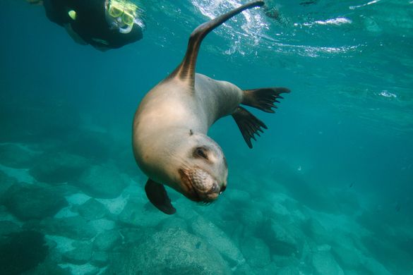 Snorkeling with sea lions