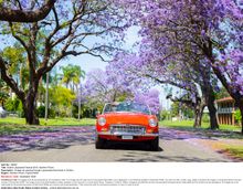 Grafton Jacaranda Festival