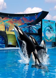 Across all three SeaWorld parks, “One Ocean” features majestic killer whales as ambassadors of the sea, and the ocean as the cen
