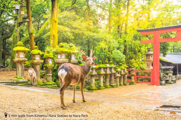 5 min walk from Kintetsu-Nara Station to Nara Park