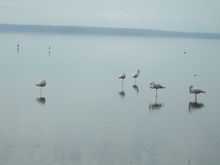 Flamingoes at world famous Lake Nakuru National Park 