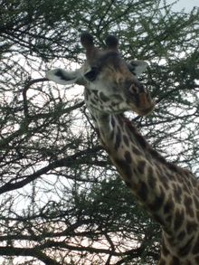 Giraffe photographed on safari at Lake Nakuru National Park.