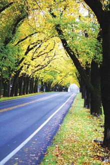Scenic ride through The Napa Valley