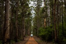 Boranup Forrest