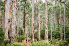 Boranup Forrest Walk into Luxury