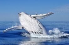 Whale watching