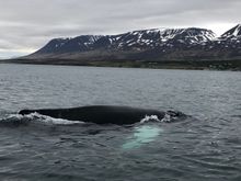 Hauganes whale watching (Troll Peninsula), Iceland