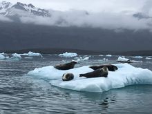 Jokulsarlon seals, Iceland