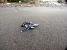 Green sea turtle hatchling at Rosalie Bay Resort, Dominica. 