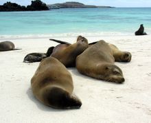 CRUISE - Sea lions, Galapagos Islands