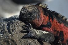 CRUISE - Red and Black Marine Iguana. Galapagos
