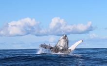 Hermanus, whale watching