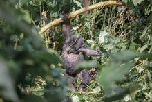 Gorilla Trekking, Bwindi Impenetrable National Park, Uganda