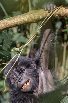 Gorilla Trekking, Bwindi Impenetrable National Park, Uganda