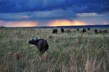 Masai Mara