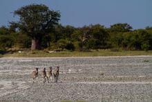 Zebras in Nxai Pan