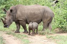 Help Save the Rhinos