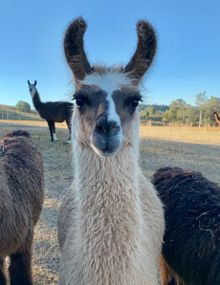 The Llama Farm is one of the new animal experiences to open in Ipswich recently