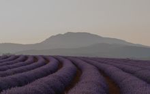 Bridestowe Lavender Farm