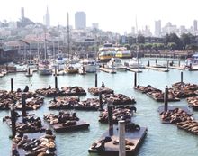 30th Anniversary of San Francisco's Sea Lions