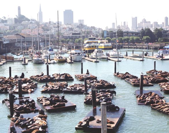 30th Anniversary of San Francisco's Sea Lions