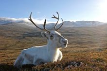 A reindeer at the Cairngorm Reindeer Centre, Cairngorm National Park