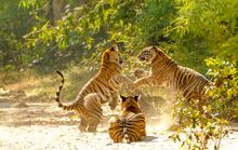 Tigers fighting at Bandhavgarh National Park in Madhya Pradesh.