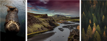 Rewilding Britain