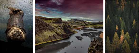 Rewilding Britain