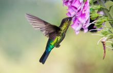 Hummingbird