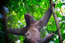 Sloth