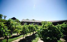 Seclusion amongst the vines