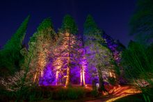 Christmas at Bedgebury