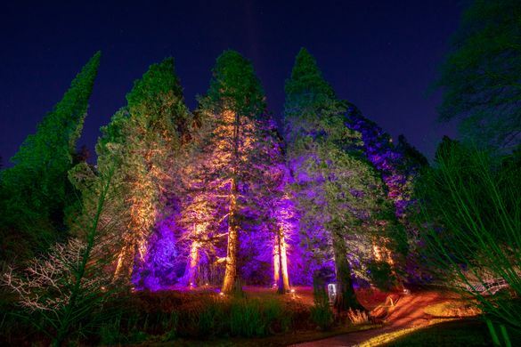 Christmas at Bedgebury