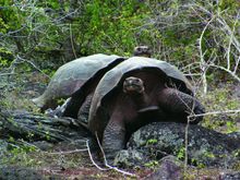 Galapagos with World Expeditions