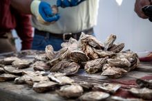 Oyster Festival