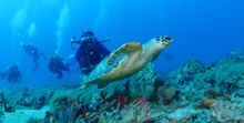 Loggerhead sea turtle off Palm Beach County coast in Florida