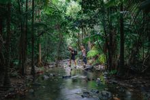 Take a digital detox in the Daintree rainforest.