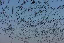 Pink-footed Geese over Cley Marsh