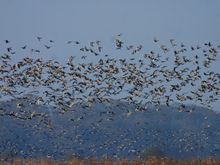 Pink-footed Geese in flight