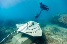 6_Underwater Art Whitsundays