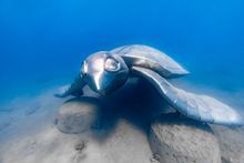 6_Underwater Art Whitsundays