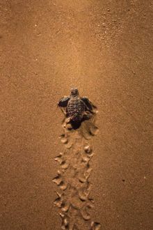 8_Mon Repos Turtle Centre
