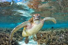 Turtle - Lady Elliot Island - Image credit 